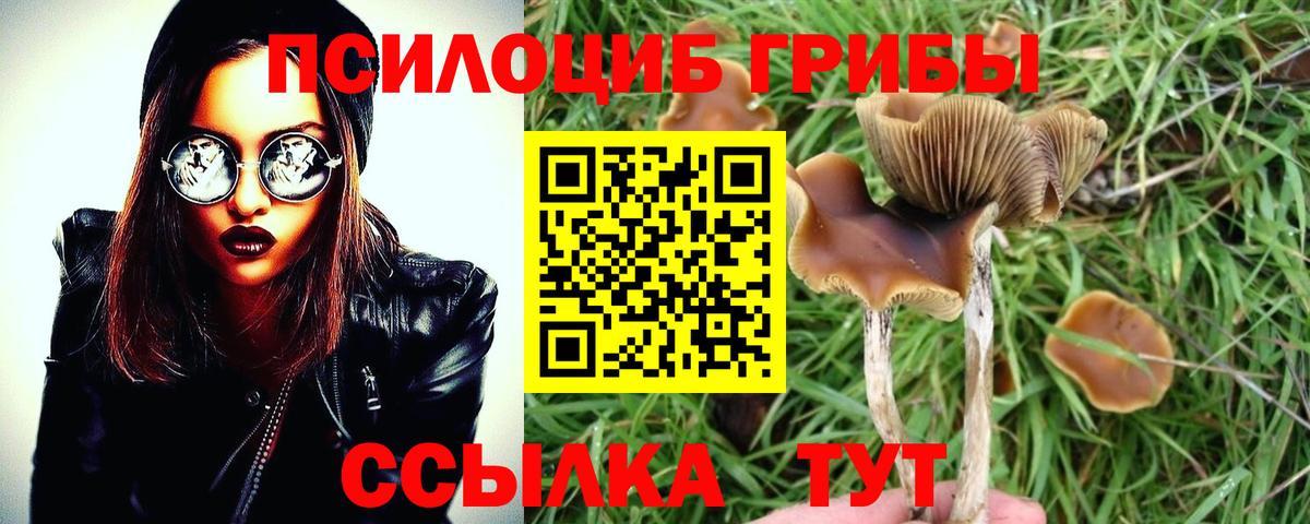 Гусев  Галлюциногенные грибы Cubensis  где купить наркоту  Вход с VPN 